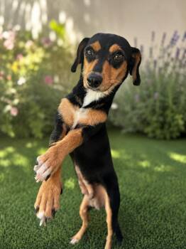 Lyndsey -  Miniature Pinscher and Miniature Dachshund Dog for Adoption in Coachella, California - Lyndsey | PetCurious