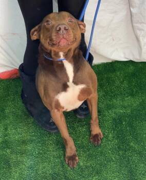 Rescue Pit Bull Terrier and Mixed Breed Dogs for Adoption in Chester, South Carolina - TOTEM | PetCurious