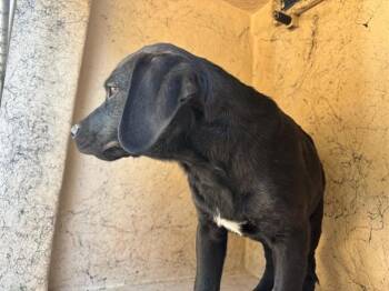A480842 -  Rottweiler Dog for Adoption in Oklahoma City, Oklahoma - A480842 | PetCurious