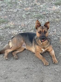 Rescue Mixed Breed Dogs for Adoption in Havre, Montana - Reba | PetCurious