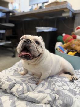 Annie -  English Bulldog and American Bully Dog for Adoption in New Rochelle, New York - Annie | PetCurious
