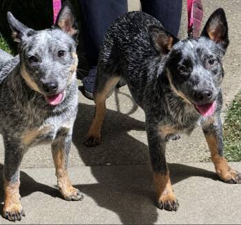 Sydney & Adelaide -  Cattle Dog Dog for Adoption in Davis, California - Sydney & Adelaide | PetCurious