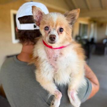 Rafaela -  Pomeranian Dog for Adoption in Ramona, California - Rafaela | PetCurious