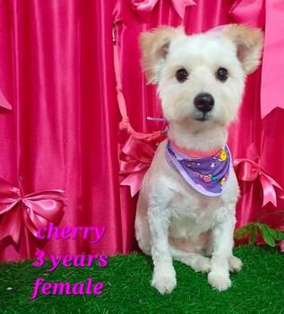 Cherry -  West Highland White Terrier Westie and Mixed Breed Dog for Adoption in Durango, Colorado - Cherry | PetCurious