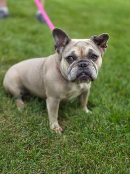 Kayla -  French Bulldog Dog for Adoption in Orland Park, Illinois - Kayla | PetCurious