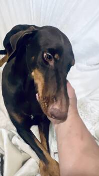 Rescue Doberman Pinscher Dogs for Adoption in Houston, Texas - Hazel! Gentle And Docile! | PetCurious