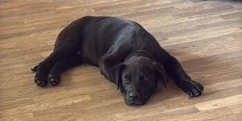 Goose -  Labrador Retriever Dog for Adoption in Pasco, Washington - Goose | PetCurious