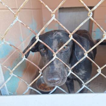 Rescue Labrador Retriever Dogs for Adoption in Gautier, Mississippi - Slim | PetCurious