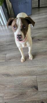Whippet and Staffordshire Bull Terrier Dogs Available for Adoption in Aurora, Colorado - Jenny Aka Bingo | PetCurious