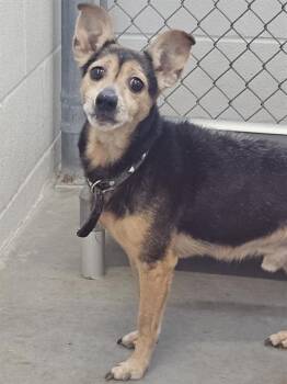 Chihuahua Dogs Available for Adoption - MIGUEL | PetCurious