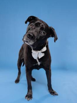 Cole -  Mixed Breed Dog for Adoption in Atlanta, Georgia - Cole | PetCurious