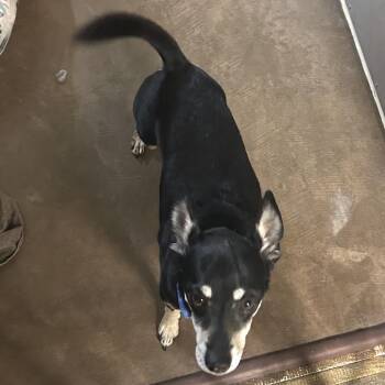 Jaks -  Chihuahua Dog for Adoption in Flagstaff, Arizona - Jaks | PetCurious