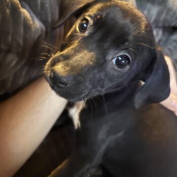 Mixed Breed Dogs Available for Adoption in Elkhorn, Wisconsin - Wynonna "Winnie" | PetCurious
