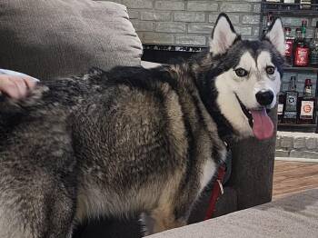 Rescue Husky Dogs for Adoption in Sachse, Texas - Atlas | PetCurious