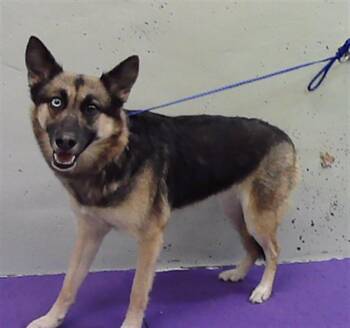 LIZZY -  German Shepherd Dog and Mixed Breed Dog for Adoption in Houston, Texas - LIZZY | PetCurious
