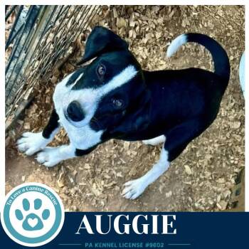 Auggie 100326 -  Border Collie Dog for Adoption in Kimberton, Pennsylvania - Auggie 100326 | PetCurious