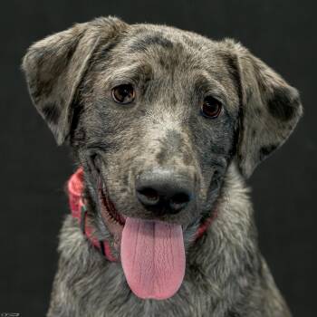 Petey Blooper (Coming Soon) -  Catahoula Leopard Dog Dog for Adoption in Bonifay, Florida - Petey Blooper (Coming Soon) | PetCurious