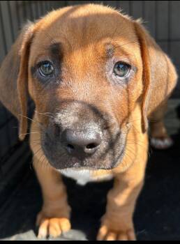 Graham -  Basset Hound Dog for Adoption in Townville, South Carolina - Graham | PetCurious