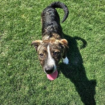 Tony -  Plott Hound and Terrier Dog for Adoption in San Antonio, Texas - Tony | PetCurious