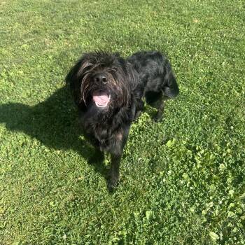 Pickle -  Mixed Breed Dog for Adoption in Myerstown, Pennsylvania - Pickle | PetCurious