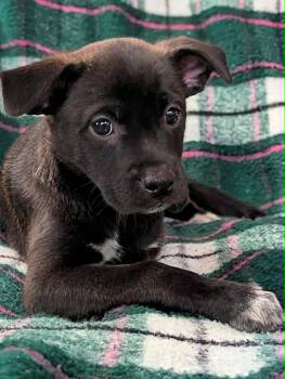 Gordon -  Chihuahua and Husky Dog for Adoption in Kingsburg, California - Gordon | PetCurious