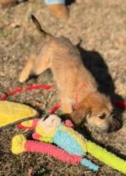 Mixed Breed Dogs Available for Adoption in West Chester, Pennsylvania - Ursula | PetCurious