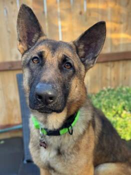 Rescue German Shepherd Dog and Belgian Shepherd Malinois Dogs for Adoption in Woodland, California - *LOUIS | PetCurious