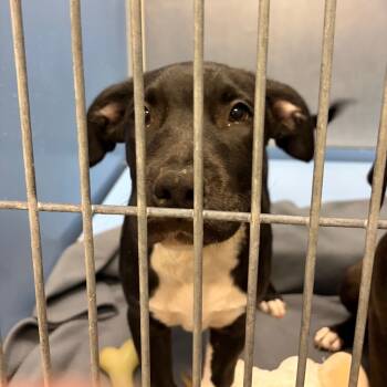 Rescue Labrador Retriever and Pit Bull Terrier Dogs for Adoption in Council Bluffs, Iowa - Robert | PetCurious