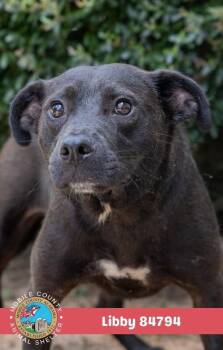 Libby -  Mixed Breed Dog for Adoption in Mobile, Alabama - Libby | PetCurious