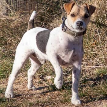 Jack Russell Terrier Dogs Available for Adoption - Thor | PetCurious