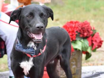 Otto -  Black Labrador Retriever Dog for Adoption in Houston, Texas - Otto | PetCurious