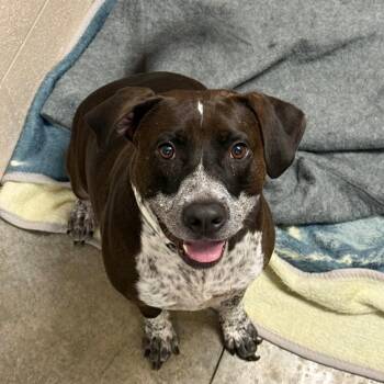 Rocky -  Mixed Breed Dog for Adoption in Muncie, Indiana - Rocky | PetCurious