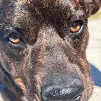Buddy -  Mixed Breed Dog for Adoption in Glenmora, Louisiana - Buddy | PetCurious