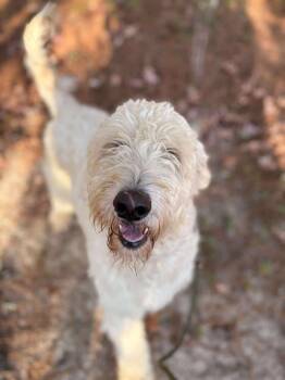 Rescue Poodle Dogs for Adoption in Meridian, Mississippi - Buddy | PetCurious