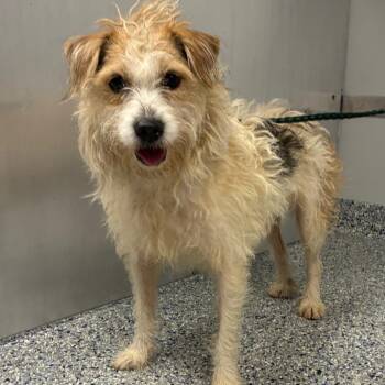 Wynona -  Mixed Breed Dog for Adoption in Greenville, South Carolina - Wynona | PetCurious