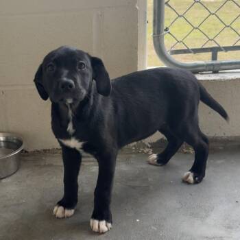 Mixed Breed Dogs Available for Adoption - Jerome 5844 | PetCurious