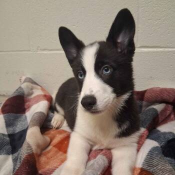 Grumpy -  Cardigan Welsh Corgi and Cattle Dog Dog for Adoption in Beaumont, Texas - Grumpy | PetCurious