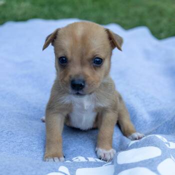 Cypress -  Jack Russell Terrier Dog for Adoption in Wilmington, Illinois - Cypress | PetCurious