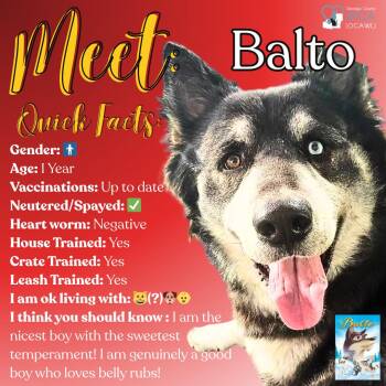Husky Dogs Available for Adoption - Balto | PetCurious