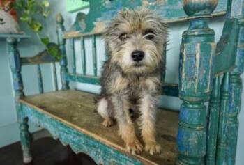 Schnauzer and Fox Terrier Dogs Available for Adoption in San Antonio, Texas - Latte | PetCurious