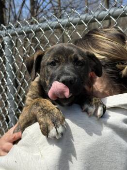 Black Labrador Retriever Dogs Available for Adoption - Hudson | PetCurious