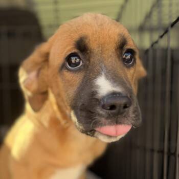 Shepherd Dogs Available for Adoption in Richmond, Virginia - Juniper | PetCurious