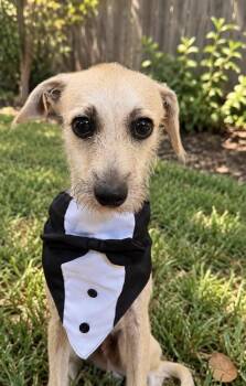Oatmeal Scruffy Sir Montgomery -  Wirehaired Terrier and Miniature Schnauzer Dog for Adoption in Friendswood, Texas - Oatmeal Scruffy Sir Montgomery | PetCurious