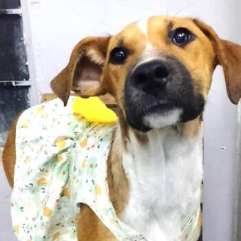 Ellie -  Mixed Breed Dog for Adoption in Plainfield, Illinois - Ellie | PetCurious