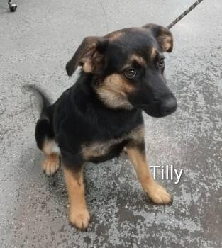 German Shepherd Dog and Labrador Retriever Dogs Available for Adoption in Maynardville, Tennessee - Tilly | PetCurious