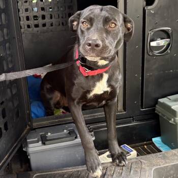 Mixed Breed Dogs Available for Adoption in Milton, Florida - Sweet Pea | PetCurious