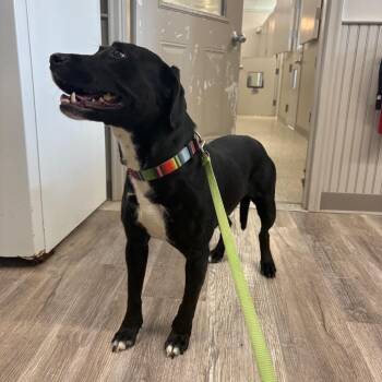 Olive -  Retriever and Mixed Breed Dog for Adoption in Muncie, Indiana - Olive | PetCurious