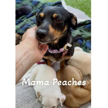Peanut - Costa Mesa Location *Available 9/26* -  Terrier and Mixed Breed Dog for Adoption in Chino Hills, California - Peanut - Costa Mesa Location *Available 9/26* | PetCurious