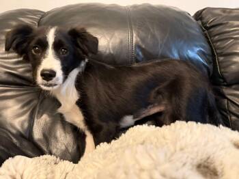 Juliet -  Border Collie and Boston Terrier Dog for Adoption in Indianapolis, Indiana - Juliet | PetCurious