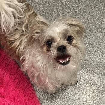 Mixed Breed Dogs Available for Adoption in Oak Brook, Illinois - Wonder | PetCurious